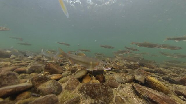 産卵期の鮎の群泳を水中から撮影