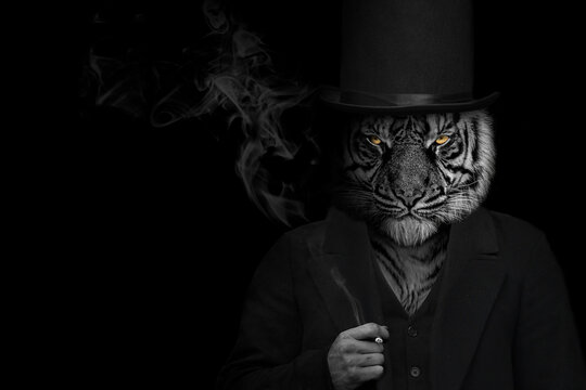 Man in the form of a Tiger mammal , The Tiger person smoking , animal face isolated black white