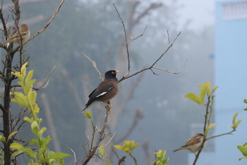 myna bird sitting on tree.