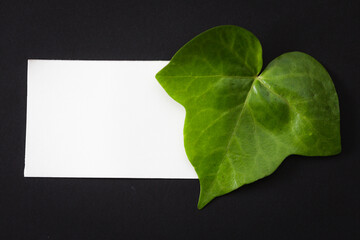 top view of a blank note paper and a green leaf over it copy space