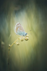 Papillon petit bleu