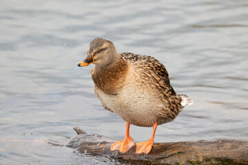 Beautiful female, brown duck, Anas platyrhynchos, on the branch in lake