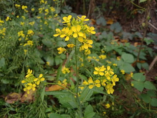 yellow flowers in the garden