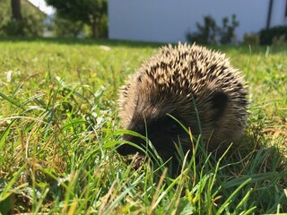 ハリネズミ, Igel