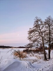 trees in the snow