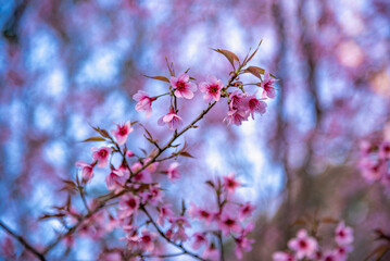 Pink sakura flower, Cherry blossom ,Himalayan cherry blossom