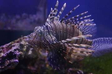 Naklejka na ściany i meble Lionfish (dendrochirus zebra), fish in an aquarium, blurred background 
