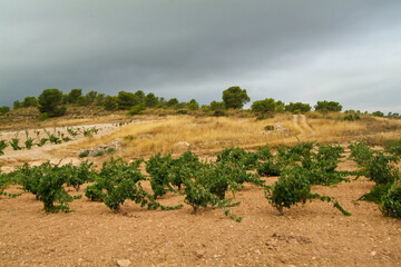 Fototapeta na wymiar Viñedos de la DO Jumilla, que es una de las más antiguas de España. Su superficie se extiende por dos CCAA, Murcia y Castilla-la Mancha.