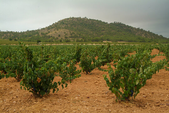 Vi&ntilde;edos de la DO Jumilla, que es una de las m&aacute;s antiguas de Espa&ntilde;a. Su superficie se extiende por dos CCAA, Murcia y Castilla-la Mancha.