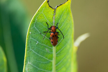 Red beetle on large leaf 