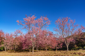 Pink sakura flower, Cherry blossom ,Himalayan cherry blossom