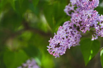 Blooming pink lilac branch background. Spring concept. Close-up, selective focus, copy space.