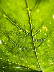 green leaf macro
