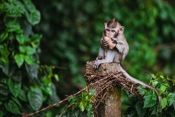 Little Monkey still Eating