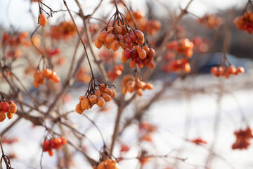 viburnum