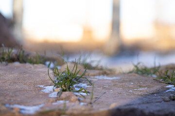 grass sprouts from under the stones