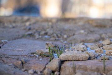 grass sprouts from under the stones