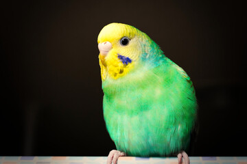 セキセイインコのアップ