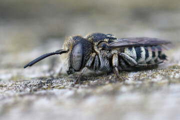 Detailed closeup of a male of very small cuckoo or cleptoparasitic bee , Coelioxys