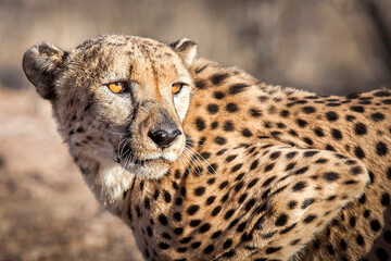 Portrait of a cheetah