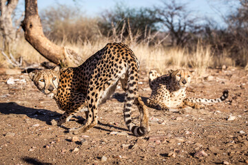 Cheetah in the savannah