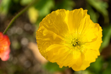 黄色のポピー