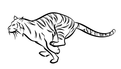tiger running