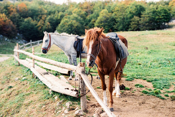 Horses on the farm stand at the hitching post