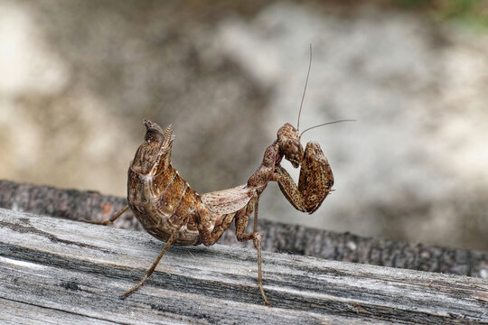 youg european mantis
