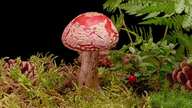 4K Time Lapse of Fly Agaric Amanita muscaria Mushroom toadstool growing on black background. Poisonous fungus with its red cap grows in autumn forest - time-lapse, close-up.