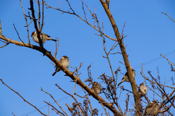 sparrows on a branch