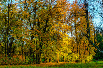 Fototapeta premium Autumn landscape in the Pavlovsk Park near St. Petersburg. Autumn, 2021.