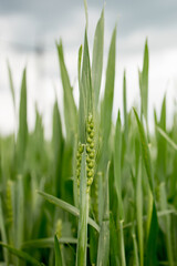 Ripening ears of meadow wheat field. Rich harvest Concept. Ears of green wheat close up.