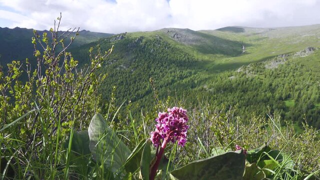 Siberian-tea, Badan, Leather bergenia (Bergenia crassifolia) in Altai mountain . Medicinal plant, medicine of Tibet, Prairie subalpine, dwarf bush, 2800 a.s.l.