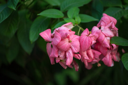 Mussaenda philippica blooms with pink flowers in the park