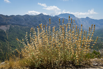 golden dry plant and blue mountain landscape in Spain
