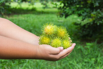 Rambutan on young's hand in the garden