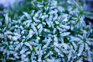 Frost on Hebe Emerald Globe