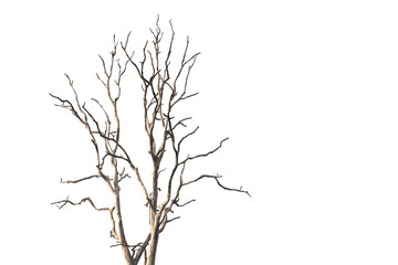 Dead and dry tree on white background