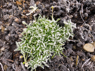 Frost on small Sagina Subulata. Irish moss 