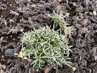 Frost on small Sagina Subulata. Irish moss 