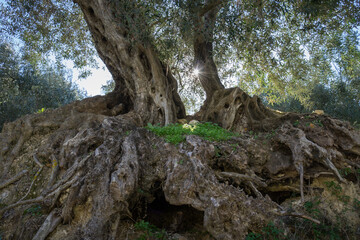 beautiful olive tree and mediterranean sunlight in rural spain