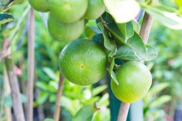 Fresh lime fruit on tree