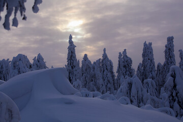 winter dawn in the mountains and winter forest