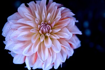 dahlia flower macro