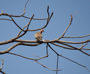 Pigeon bird sitting on a tree branch and looking to the side