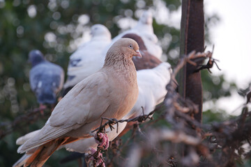 Fototapeta premium pigeon birds in nature in afternoon 