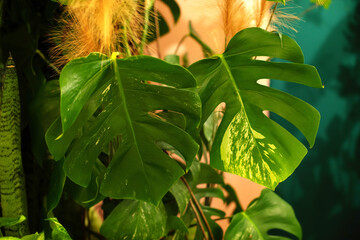 Green leaves of Monstera philodendron evergreen plant. Close up, tropical houseplant and forest concepts. Tropical garden in house. Green plants in pot at home. Houseplants care. House decoration.  © stock_studio