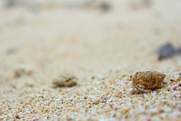 Macro photography showed a seashell wondering by the seashore