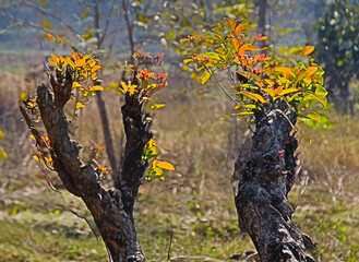 Fototapeta premium tree